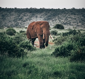 An Elephant crossing the Bushes of Lake Manyara National Park